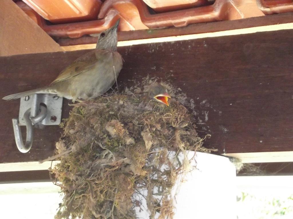 Pousada Stohler Haus Penedo  Esterno foto